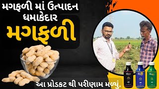 Netsurf Groundnut Result Porbandar  નેટસર્ફ મગફળી રિઝલ્ટ પોરબંદર  irfan patni  Netsurf Direct [upl. by Eugaet721]