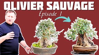 Rempotage dun Olivier Sauvage  Épisode 1  🌱 NEJIKAN BONSAI 🌱 [upl. by Dorrehs167]