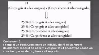 Le Dihybridisme cas des gènes indépendants [upl. by Redvers484]