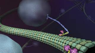 What is Kinesin Ron Vale Explains [upl. by Ennayoj]