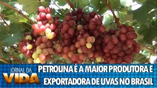 Petrolina é considerada a maior produtora e exportadora de uvas do Brasil  REDE VIDA [upl. by Dlanar924]