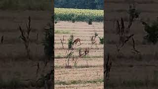 roe deer doe running [upl. by Flemings637]