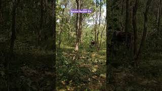 View of cows grazing in the forest 🌲 nature cow cows [upl. by Dibri853]