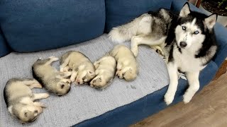 The Cutest Husky Puppies My Dogs are Fleeing From Puppies [upl. by Sanalda142]