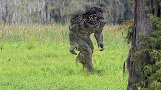 5 Scary Cryptozoology Creatures Caught On Tape [upl. by Mellar]