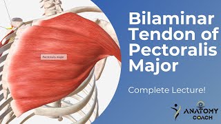 Bilaminar Tendon of Pectoralis Major Score high marks  Anatomy Coach [upl. by Hamford185]