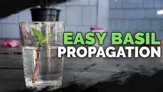 Propagating Basil Grow an INFINITE Supply Forever [upl. by Ellah]