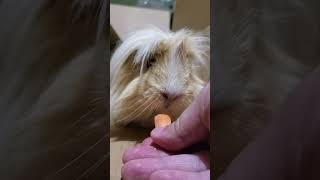 yum carrot🥕 cavy guineapig cavylover guineapigslove rodent guineapiggies peruvian pig asmr [upl. by Borszcz]