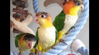 12 week old baby White Bellied Caiques [upl. by Aray]