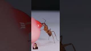 ants insects antlife funny fyp [upl. by Abelard]