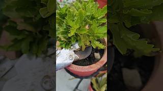 Propagation kalanchoe gardningtips youtubeshorts [upl. by Patti]