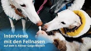 HundeStimmen zum GalgoMarsch – Interviews mit den Fellnasen auf dem 8 Kölner GalgoMarsch [upl. by Origra328]