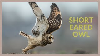 Short eared owl call  Asio flammeus [upl. by Almire583]