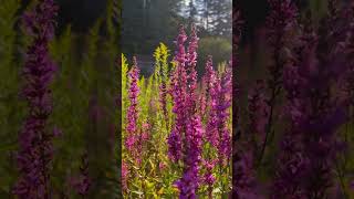 Loosestrife [upl. by Heti280]