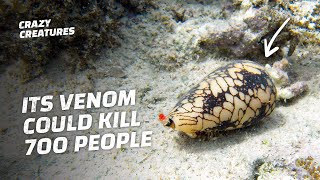 You Won’t Believe What the Most Venomous Animal in the World Is [upl. by Ellyn]