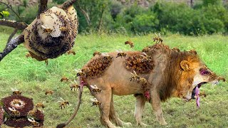 Tragedy Of The Stupid Lion Fierce Swarm Of Bees Fiercely Attack Honey Thief  Eagle Vs Bee [upl. by Aynahs]