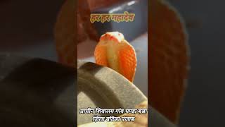 पंजाब में मिला दुर्लभ प्रजाति का सफेद रंग का Leucistic Cobra snakevideo gurvindersharma bathinda [upl. by Emanuel]