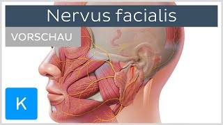 Nervus facialis Anatomie Verlauf und Funktion Vorschau  Kenhub [upl. by Eimmac]