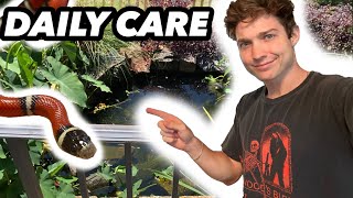 Daily Care for Nelsons Milk Snake and the Rest of My Animals [upl. by Arada]