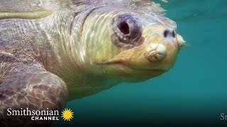 Drones Now Play an Active Role in Sea Turtle Census 🐢 Turtle Beach  Smithsonian Channel [upl. by Lasonde]