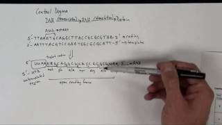 DNA Central Dogma Transcription and Translation [upl. by Cynarra]