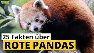 25 SteckbriefFakten über Rote Pandas  Kleine Pandas  DokuWissen über Tiere  für Kinder [upl. by Zeba]