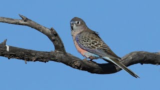 Bourkes Parrot in the wild [upl. by Chaffin102]