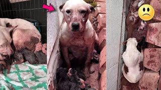 The dog waited for hours in the mud for help for his puppies [upl. by Ogram]