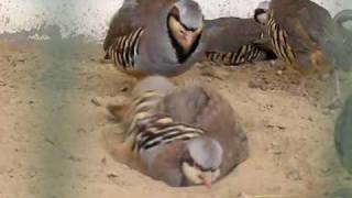 Chukar Partridge National Bird of Pakistan [upl. by Assyram]