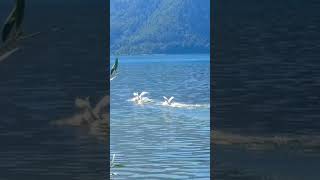 kochelsee kochelamsee deutschland bayern nature гірськеозеро вода [upl. by Gardal155]