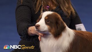 National Dog Show 2022 Herding Group Full Judging  NBC Sports [upl. by Ferren655]