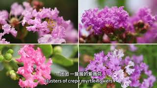 Crepe Myrtles of Mapark 紫薇园 [upl. by Samau]