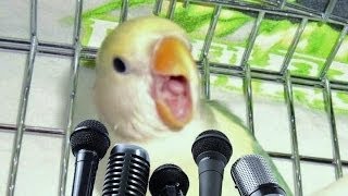 Agaporni cantando  INFO uñas  Lovebird singing [upl. by Emor]