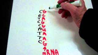 Decoding the Genetic Code from DNA to mRNA to tRNA to Amino Acid [upl. by Venuti]