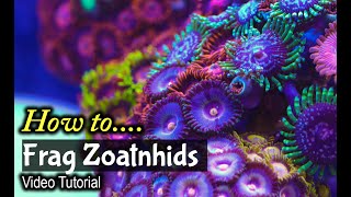 How To Frag Zoanthids [upl. by Norad]