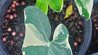 Propagating Alocasia Mickey Mouse Xanthosoma Sagittifollum [upl. by Anwahsak]