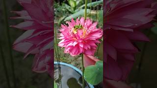 Affection 16 micro lotus watergarden gardening flowers viralvideo reels music taubatauba [upl. by Yorke]