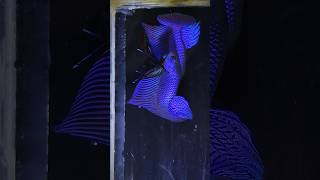 Betta smaragdina flaring wildbetta wildbettafish bettasmaragdina bettafish bettafishthailand [upl. by Akimert]