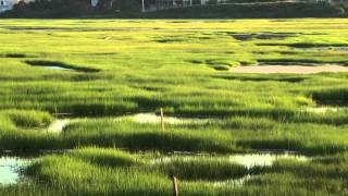 Intro to Salt Marshes [upl. by Neenej427]