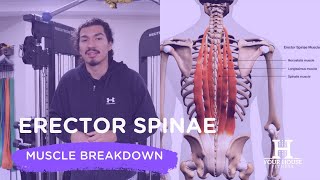 The Erector Spinae Muscles Functions amp Exercises [upl. by Clarice]