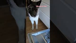 Praktische Zeichen in unserem Alltag 🙌🏼😊 tauberhund hundevideos akita hundetraining shorts [upl. by Inamik]