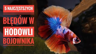 5 podstawowych błędów w hodowli bojownika 🔴 [upl. by Arlin]