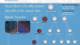 The Study of Stem Cells [upl. by Aitnwahs]