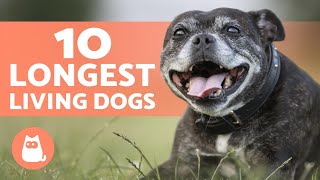 Top 10 LONGEST LIVING Dog Breeds 🐶 [upl. by Eleen354]