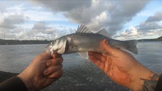 Sea Fishing  Bass Fishing Pembrokeshire [upl. by Eidnyl176]