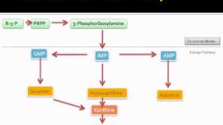 Purine metabolic pathway [upl. by Eramal]