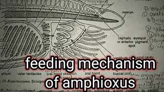 feeding mechanism of amphioxus part 2branchiostomalencet [upl. by Isador]