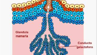 Desarrollo Embriologico de la piel y sus anexos [upl. by Joellen]