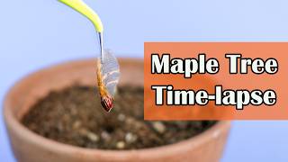 Maple Tree Growing From Seed 138 Days Time Lapse [upl. by Rozele]