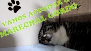 Vamos acordar o Marechal  cute cat waking up [upl. by Annaeiluj]